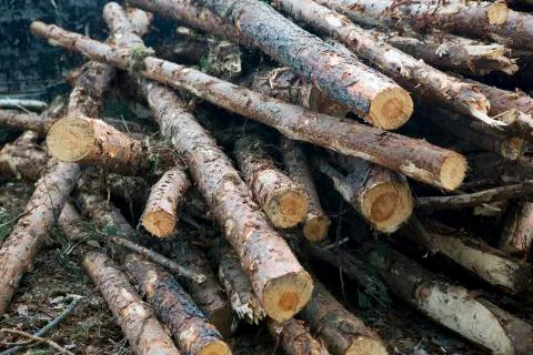 Cut tree trunks Stock Photos