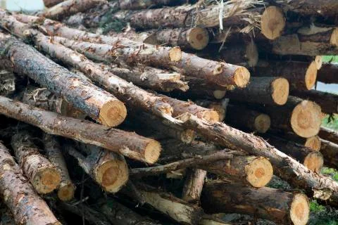 Cut tree trunks Stock Photos