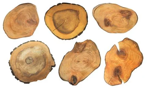 Cut tree trunks 스톡 사진