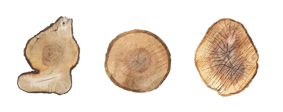 Cut tree trunks Фото