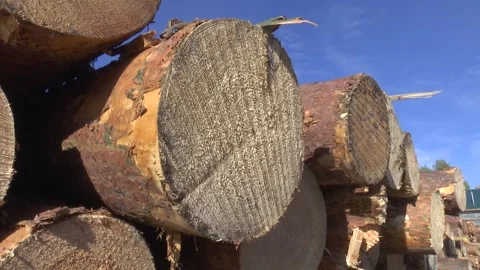 Cut tree trunks piled up at sawmill, firewood or carpentry material. Stock Footage 264231955