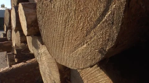 Cut tree trunks piled up at sawmill, firewood or carpentry material Video stock 264232141