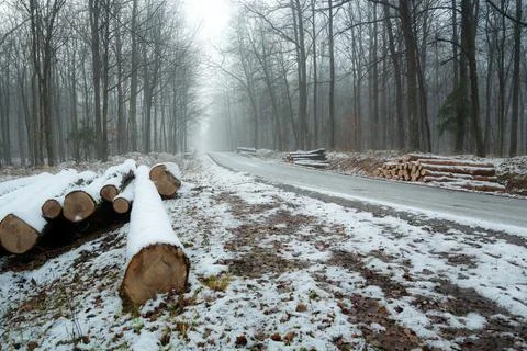 Cut tree trunks by the roadside in the forest, winter day Stock Photos