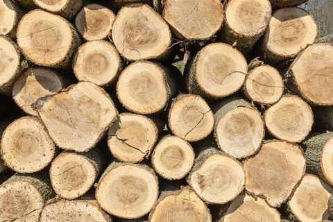 Cut tree trunks stacked in a pile. Fotos Stock