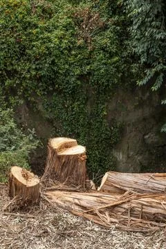 Cut tree trunks as symbol of environmental awareness and forest conservation Stock Photos