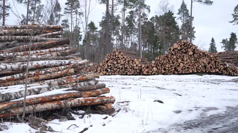 Cut tree trunks in winter snow environment ready to be cut up to lumber Stock Footage 285750954