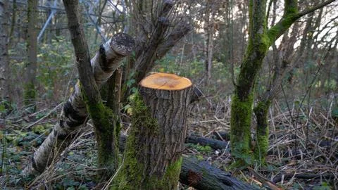 Cut trees. fallen trees in the forest Stock Photos