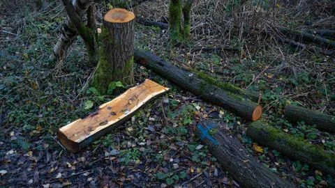 Cut trees. fallen trees in the forest Stock Photos