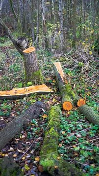 Cut trees. fallen trees in the forest Stock Photos