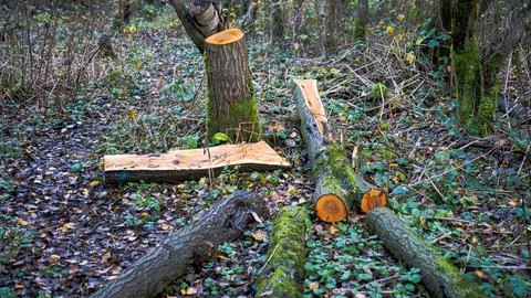 Cut trees. fallen trees in the forest Stock Photos