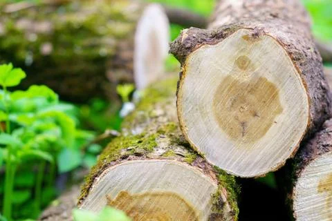 Cut trees for firewood Foto stock