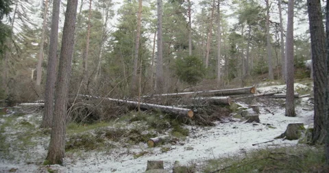 Cut trees Stock Footage 233897961