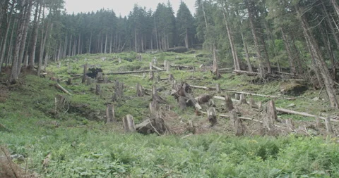 Cut Trees In A Forest In The Austrian Alps Video stock 228956377