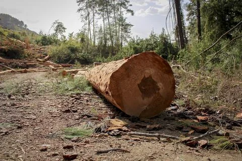 Cut trees in the forest. Deforestation. Stock Photos