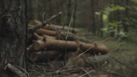 Cut trees in the forest near the lumber mill in summer day Stock Footage 101813701