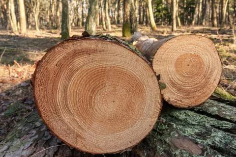 Cut trees in the forest Stock Photos