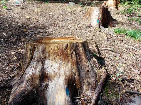 Cut trees in the forest Stock Photos