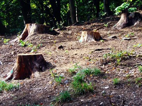 Cut trees in the forest 스톡 사진
