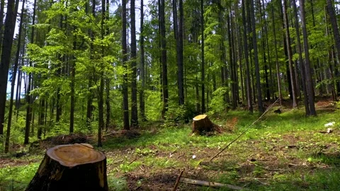 Cut trees in the green forest. Deforestation. Log trunks pile, wood industry. Stock Footage 150560749