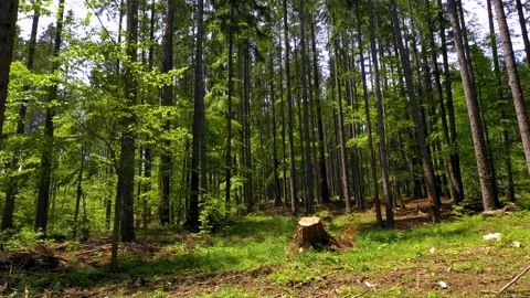 Cut trees in the green forest. Deforestation. Log trunks pile, wood industry. Stock-Footage 150560834