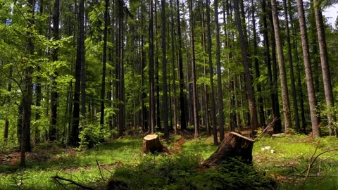 Cut trees in the green forest. Deforestation. Log trunks pile, wood industry. Stock-Footage 150560846