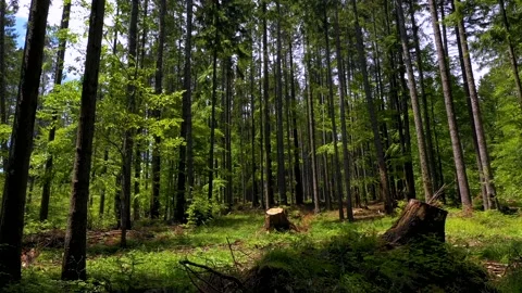 Cut trees in the green forest. Deforestation. Log trunks pile, wood industry. Stock-Footage 150560922
