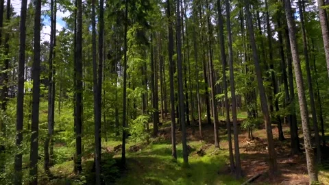 Cut trees in the green forest. Deforestation. Log trunks pile, wood industry. 스톡 동영상 150560941