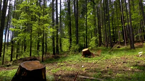Cut trees in the green forest. Deforestation. Log trunks pile, wood industry. Stock-Footage 150560952