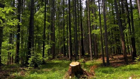 Cut trees in the green forest. Deforestation. Log trunks pile, wood industry. Video stock 150561107