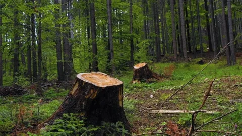 Cut trees in the green forest. Deforestation. Log trunks pile, wood industry. Stock-Footage 150561192