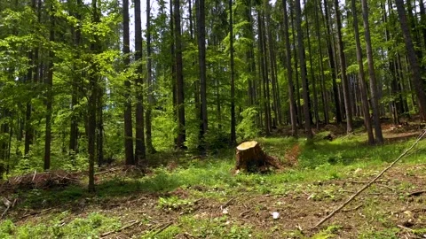 Cut trees in the green forest. Deforestation. Log trunks pile, wood industry. Stock-Footage 150561404