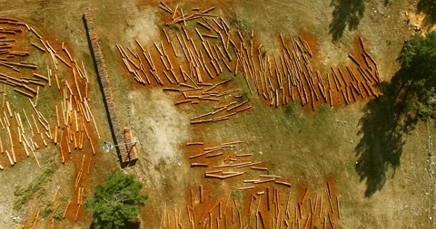 Cut Trees on Ground and Shadows of Trees Top Aerial View 4k Stock Footage 146132004