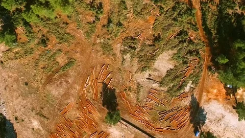 Cut Trees on Ground, Deforestation in Forest, Top Aerial View Stock Footage 146172851