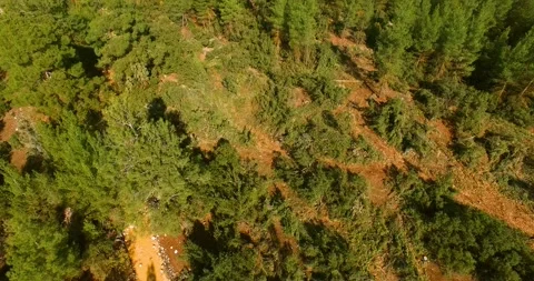 Cut Trees inside Pine Forest Aerial View Stock Footage 146131310