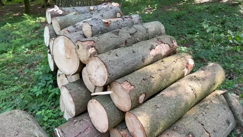 Cut trees lie in the forest Stock Footage 248648103