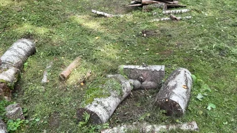 Cut trees lie in the forest Stock Footage 248726284