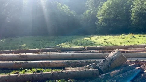 Cut trees lie in the forest Stock Footage 250150787