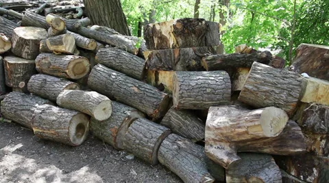 Cut trees in park Stock Footage 37977722