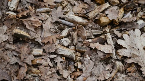 Cut trees in the park. Video 25 frames Stock Footage 103787937