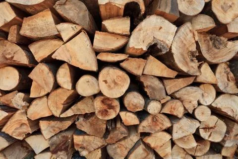 Cut trees Stock Photos
