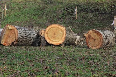 Cut trees Stock Photos