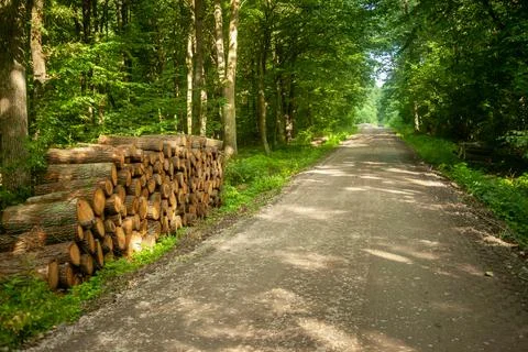 Cut trees by the road into the forest Stock Photos