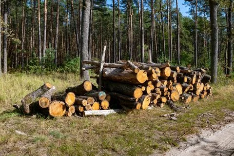 Cut Trees on Roadside Environmental Impact Foto stock