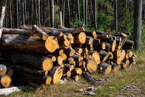 Cut Trees on Roadside Environmental Impact Stock Photos