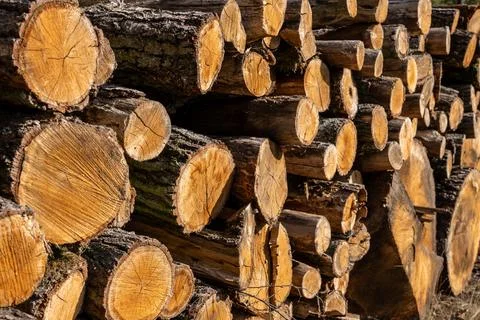 Cut Trees on Roadside Environmental Impact Stock Photos