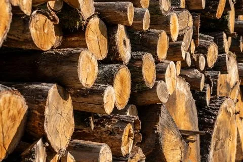 Cut Trees on Roadside Environmental Impact Stock Photos