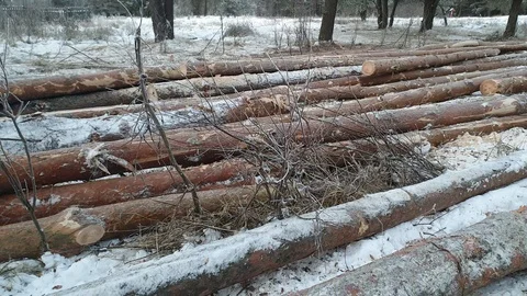 Cut trees in the snow. Sawmill. Stock Footage 99951389
