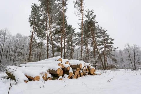 Cut trees in winter Stock Photos