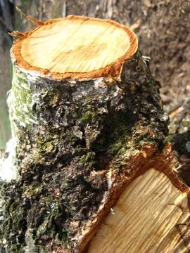 Cut trunk of birch Stock Photos