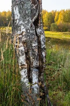 Cut the trunk of a birch. Stock Photos